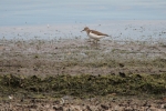 Vorschaubild Scolopacidae, Actitis hypoleucos, Flussuferlaeufer_2015_10_02--12-28-39.jpg 