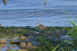 Vorschaubild Scolopacidae, Calidris alba, Sanderling_2019_10_12--15-59-54.jpg 