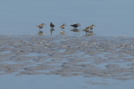 Vorschaubild Scolopacidae, Calidris alpina, Alpenstrandlaeufer_2017_08_07--11-01-57.jpg 