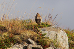 Vorschaubild Scolopacidae, Calidris alpina, Alpenstrandlaeufer_2019_06_17--21-49-14.jpg 