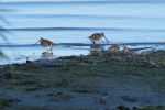 Vorschaubild Scolopacidae, Gallinago gallinago, Bekassine_2016_10_30--15-59-46.jpg 