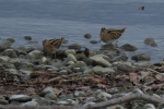 Vorschaubild Scolopacidae, Gallinago gallinago, Bekassine_2020_12_29--14-05-05.jpg 