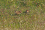 Vorschaubild Scolopacidae, Gallinago media, Doppelschnepfe_2019_06_18--11-13-31.jpg 