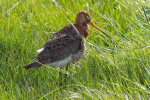 Vorschaubild Scolopacidae, Limosa limosa, Uferschnepfe_2019_06_13--18-57-13.jpg 