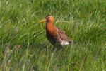 Vorschaubild Scolopacidae, Limosa limosa, Uferschnepfe_2019_06_13--18-59-48.jpg 