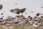 Vorschaubild Scolopacidae, Numenius phaeopus, Regenbrachvogel_2019_06_19--14-11-04.jpg 