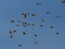 Vorschaubild Scolopatidae, Numenius arquata, Grosse Brachvoegel, im Flug, Stare fliegen mit_2019_02_26--13-47-00.jpg 