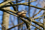 Vorschaubild Sittidae, Sitta europaea, Kleiber_2020_04_01--10-26-39.jpg 