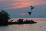 Vorschaubild Sonnenaufgang am Bodensee mit Graureihern_2010_07_02--04-34-17.jpg 