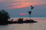 Vorschaubild Sonnenaufgang am Bodensee mit Graureihern_2010_07_02--04-34-17.jpg 