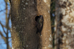 Vorschaubild Sturnidae, Sturnus vulgaris, Star an der Nisthoehle_2018_04_07--16-20-00.jpg 