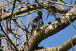 Vorschaubild Sturnidae, Sturnus vulgaris, Star_2017_03_12--10-20-58.jpg 