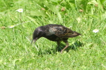 Vorschaubild Sturnidae, Sturnus vulgaris, Star_2020_07_27--15-12-39.jpg 