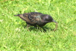 Vorschaubild Sturnidae, Sturnus vulgaris, Star_2020_07_27--15-12-50.jpg 