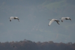 Vorschaubild Threskiornithidae, Platalea leucorodia, Loeffler am Bodensee_2015_11_06--10-48-21.jpg 