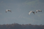 Vorschaubild Threskiornithidae, Platalea leucorodia, Loeffler am Bodensee_2015_11_06--10-48-21.jpg 