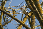 Vorschaubild Turdidae, Turdus pilaris, Wacholderdrossel_2017_03_12--09-37-54.jpg 