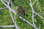 Vorschaubild Turdidae,_2016_06_11--05-07-07.jpg 