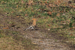 Vorschaubild Upupidae, Upupa epops, Wiedehopf_2018_03_25--10-24-20.jpg 