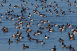 Vorschaubild Vogelschwarm auf dem Bodensee_2019_12_29--13-04-59.jpg 