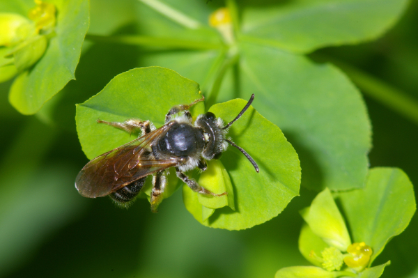 Skaliertes Bild Hymenoptera, Andrena,_2005_06_18--10-26-00.jpg 
