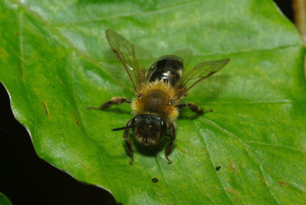 Skaliertes Bild Hymenoptera, Apidae, Colletes, Seidenbiene_2010_05_22--09-55-50.jpg 