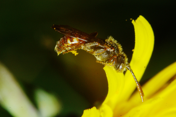 Skaliertes Bild Hymenoptera, Apidae, Nomada, Wespenbiene_2010_05_19--16-13-26.jpg 
