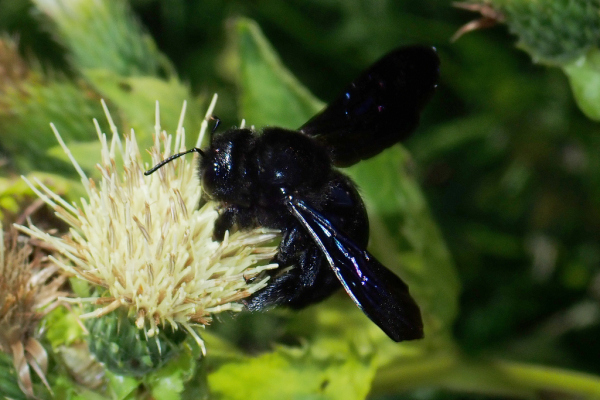 Skaliertes Bild Hymenoptera, Apidae, Xylocopa, Holzbiene_2022_08_14--11-08-55.jpg 