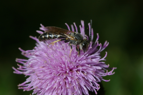 Skaliertes Bild Hymenoptera, Apidae,_2006_09_29--15-02-40.jpg 