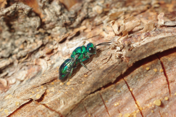 Skaliertes Bild Hymenoptera, Chrysididae,_2009_06_29--10-02-52.jpg 