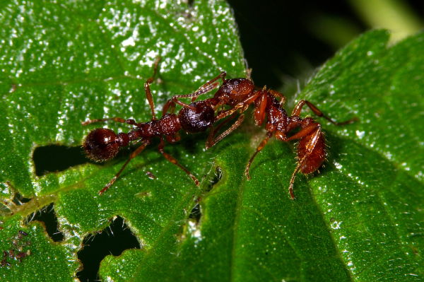 Skaliertes Bild Hymenoptera, Formicidae, Myrmica, Knotenameise_2008_06_17--18-14-30.jpg 