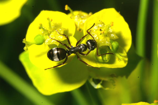 Skaliertes Bild Hymenoptera, Formicidae_2007_04_28--16-39-01.jpg 