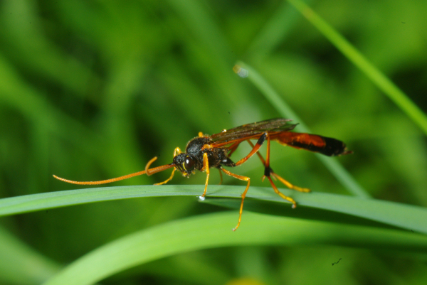 Skaliertes Bild Hymenoptera, Ichneumonidae,_2010_06_14--10-50-48.jpg 