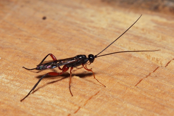 Skaliertes Bild Hymenoptera, Ichneumonidae,_2020_06_16--10-16-35.jpg 