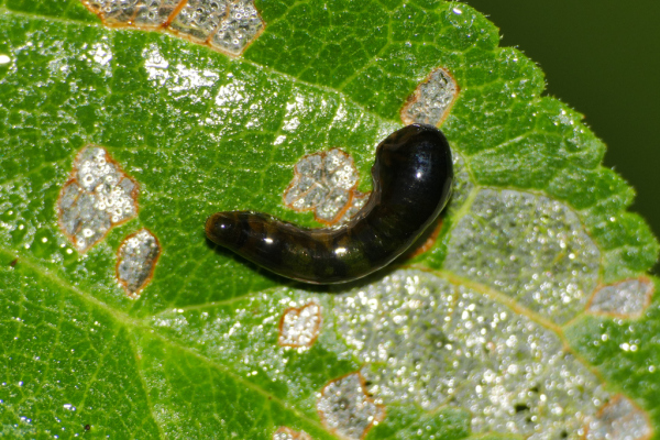 Skaliertes Bild Hymenoptera, Tenthredinidae, Caliroa, Larve_2019_09_17--09-27-39.jpg 
