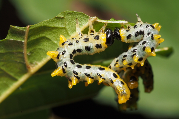 Skaliertes Bild Hymenoptera, Tenthredinidae, Craesus septentrionalis, Larven_2017_09_08--09-45-12.jpg 