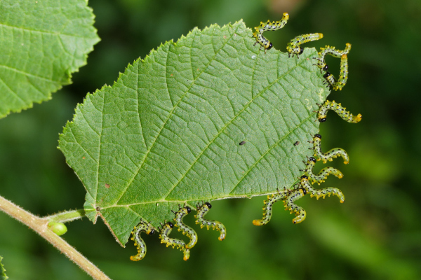 Skaliertes Bild Hymenoptera, Tenthredinidae, Craesus septentrionalis, Larven_2019_09_12--14-30-22.jpg 