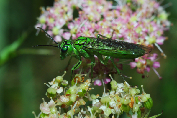 Skaliertes Bild Hymenoptera, Tenthredinidae, Rhogogaster chlorosoma_2013_07_26--06-48-50.jpg 