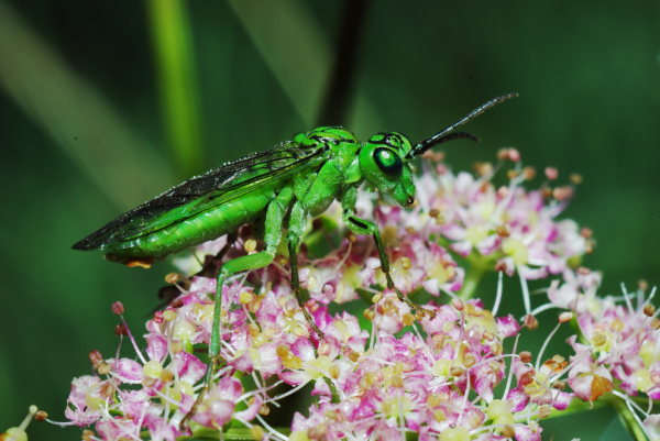 Skaliertes Bild Hymenoptera, Tenthredinidae, Rhogogaster chlorosoma_2013_07_26--06-49-20.jpg 