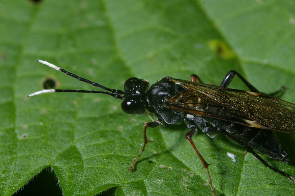 Skaliertes Bild Hymenoptera, Tenthredinidae, Tenthredo livida, Blattwespe_2006_06_13--17-34-36.jpg 