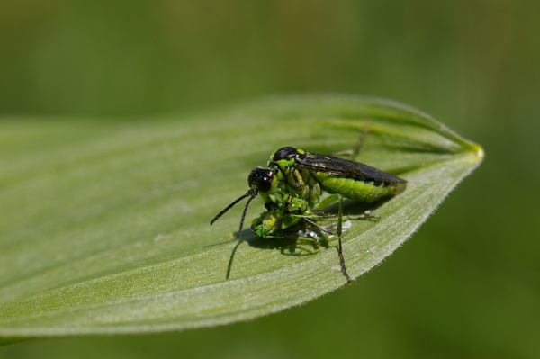 Skaliertes Bild Hymenoptera, Tenthredinidae, Tenthredo mesomela, Gruenschwarze Blattwespe frisst Blattwespe_2005_06_11--13-07-00.jpg 