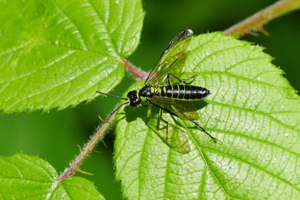 Skaliertes Bild Hymenoptera, Tenthredinidae, Tenthredo mesomela_2020_06_02--13-19-28.jpg 