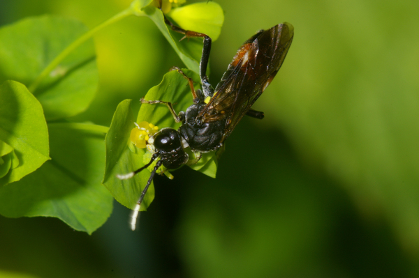 Skaliertes Bild Hymenoptera, Tenthredinidae, Tenthredo, Blattwespe_2005_06_18--10-04-59.jpg 