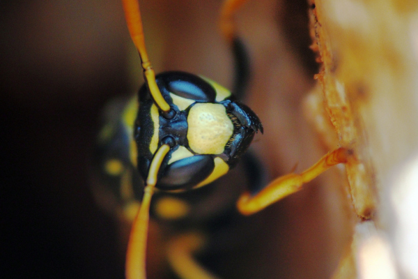 Skaliertes Bild Hymenoptera, Vespidae, Polistes_2015_03_20--12-31-26.jpg 