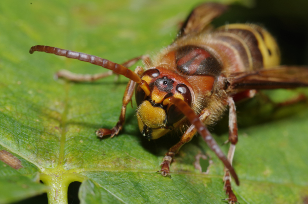 Skaliertes Bild Hymenoptera, Vespidae, Vespa crabro, Hornisse_2012_10_05--11-20-42.jpg 