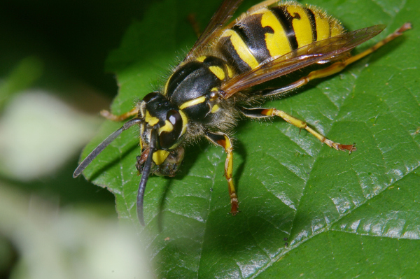 Skaliertes Bild Hymenoptera, Vespidae, Vespa vulgaris_2006_06_23--10-30-05.jpg 