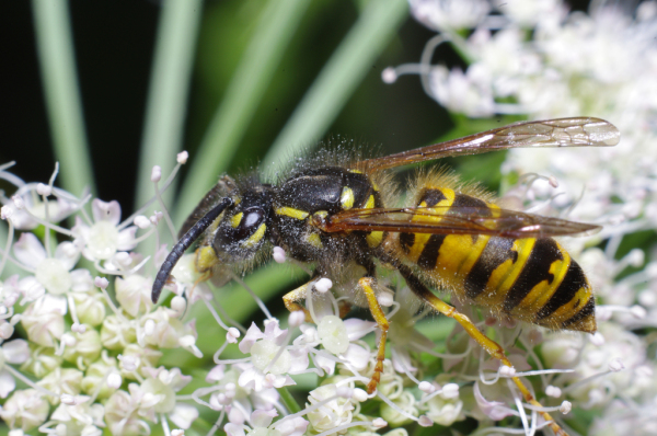 Skaliertes Bild Hymenoptera, Vespidae, Vespula germanica_2011_09_06--09-26-57.jpg 
