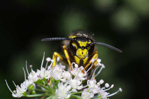 Skaliertes Bild Hymenoptera, Vespidae, Vespula germanica_2011_09_06--09-39-24.jpg 
