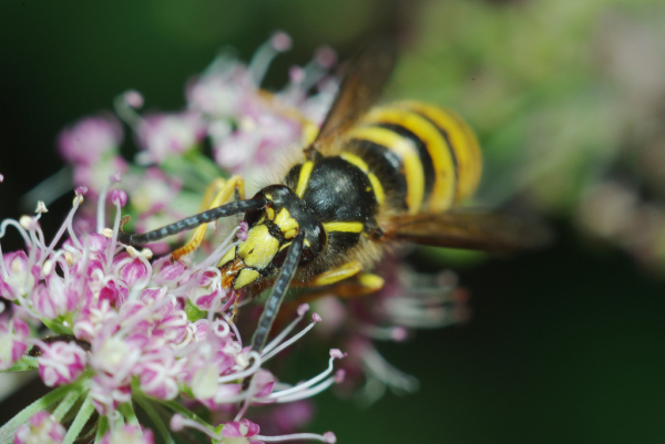 Skaliertes Bild Hymenoptera, Vespidae, Vespula vulgaris_2013_08_20--14-35-29.jpg 