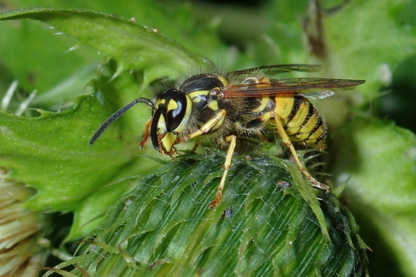 Skaliertes Bild Hymenoptera, Vespidae, Vespula_2020_08_03--09-16-55.jpg 